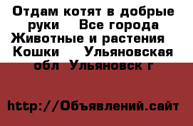 Отдам котят в добрые руки. - Все города Животные и растения » Кошки   . Ульяновская обл.,Ульяновск г.